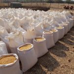 govt-working-on-deal-to-export-maize-to-drc