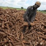 brown-streak-virus-infects-over-2,000-hectares-of-cassava-crop