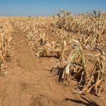 poor-crop-yields-attributed-to-dry-spells
