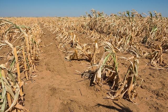 poor-crop-yields-attributed-to-dry-spells