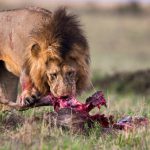 lions-terrorize-luano
