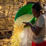 chinsali-farmers-using-mosquito-nets-as-maize-shelling-sieves