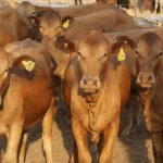 cattle-movement-banned-in-western-province-and-in-kazungula
