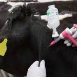ministry-of-livestock-secures-k180m-for-fmd-vaccines