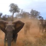 elephant-kills-kazungula-woman