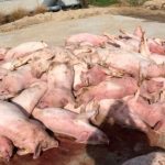 vet-dept-slaughters-600-pigs-with-swine-fever