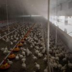 sa-chicken-and-egg-shortages-set-to-worsen