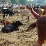 anthrax:-movement-and-slaughter-of-animals-banned