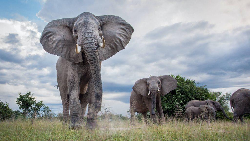 elephants-destroy-maize-field