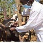 anthrax-outbreak:-mass-vaccination-of-livestock-begins