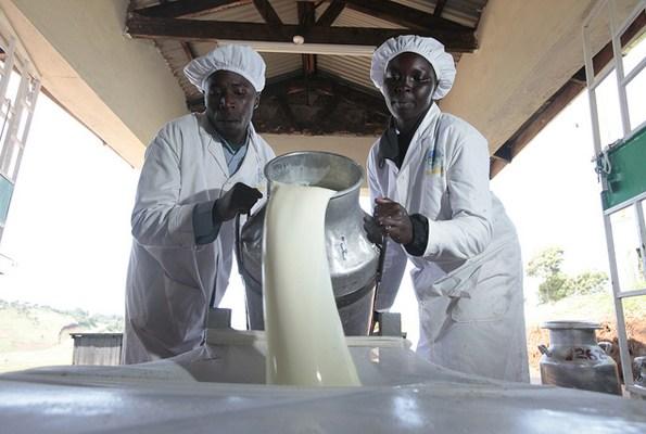 zambia-dairy-transformative-project-comes-to-an-end