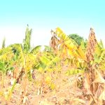 banana-disease-breaks-out-in-chirundu