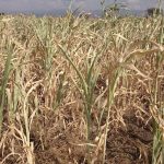 zambia-likely-to-get-$5.3m-for-drought-insurance