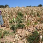 govt,-donors-engaging-on-imminent-drought