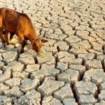 2024-drought:govt-on-the-lookout-for-zoonotic-diseases-outbreak