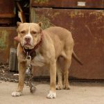 livingstone-introduces-dog-breeders-permit