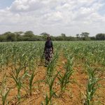 world-bank-to-aid-farmers-worst-affected-by-drought