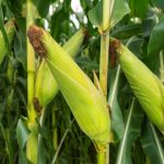 zns-starts-winter-maize-project