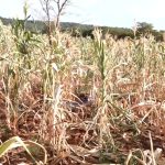 six-million-zambians-affected-by-drought