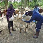 farmers-advised-to-vaccinate-their-animals
