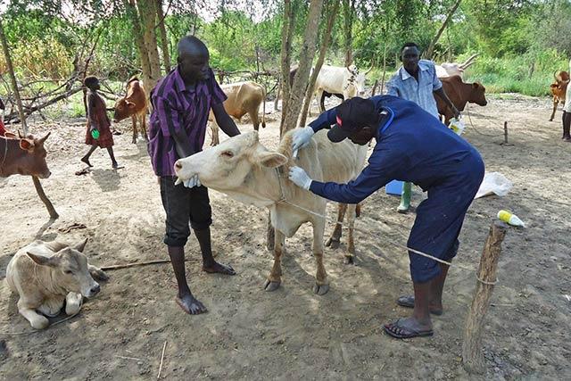 farmers-advised-to-vaccinate-their-animals