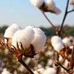 brazil,-zambia-pen-cotton-revival-deal