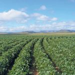 zambia-seeks-greater-soyabeans-production