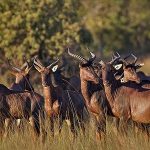 lusaka-national-park