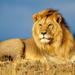 stray-lions-kill-16-cows-in-zambezi,-prompting-school-closures