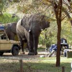 american-tourist-killed-by-elephant-in-livingstone