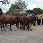 852-cattle-slaughtered-to-curb-spread-of-cbpp-disease